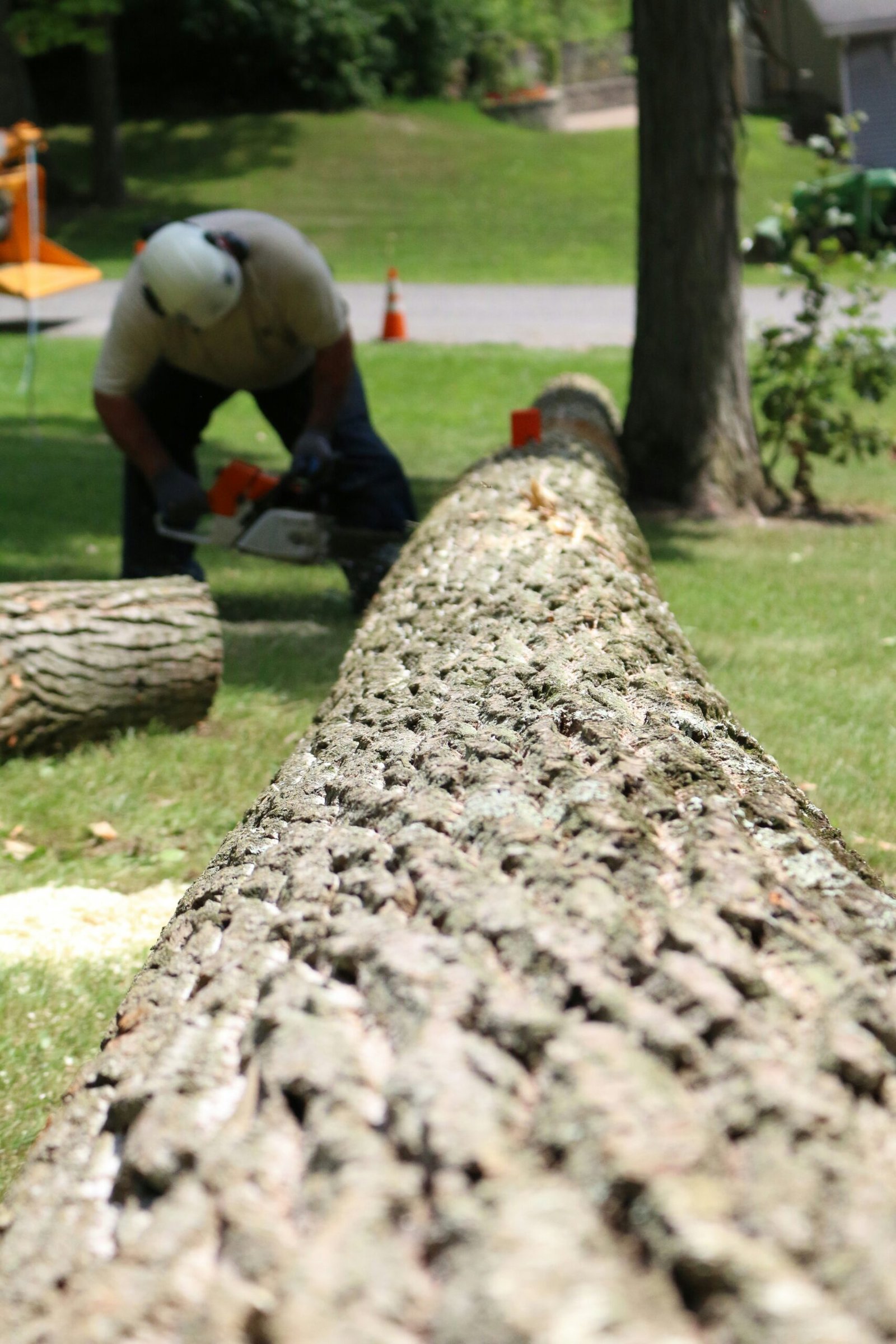 Tree removal in progress in Lancaster