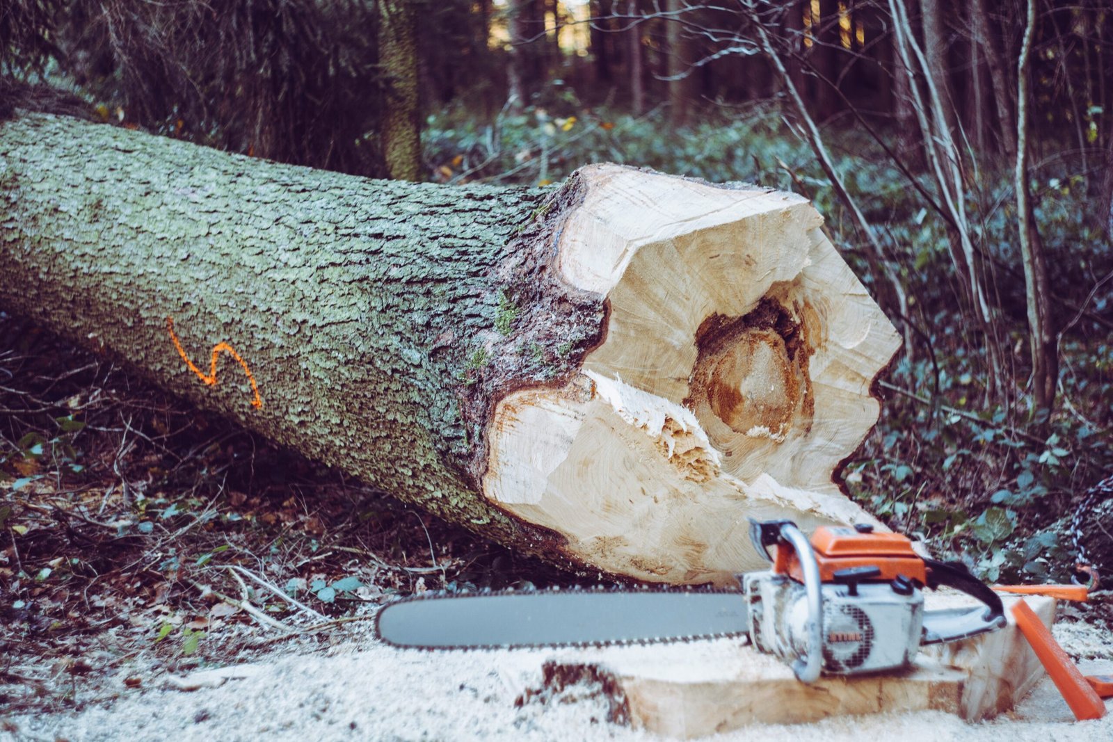 Lancaster Tree Solutions crew or work